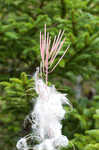 Fringed willowherb